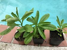 Jewels opar aka for sale  Cape Coral
