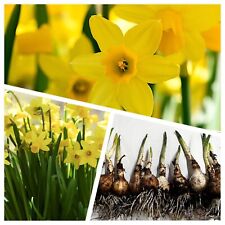 Daffodils tete tete for sale  WISBECH
