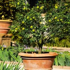 Mexican key lime for sale  Freehold