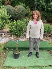 Holly standard tree for sale  MACCLESFIELD