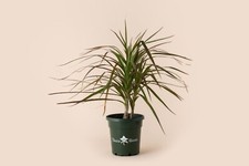 Dracaena magenta houseplant for sale  Akron