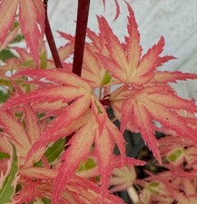 Acer palmatum butterfly for sale  Garden City