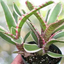 Buy save bromeliad for sale  Miami