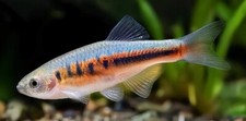 Peony cichlid freshwater for sale  Kent
