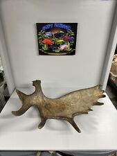 Moose shed antler for sale  Eveleth