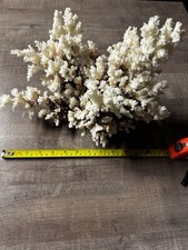 Corail blanc naturel d'occasion  Dijon