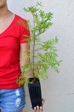 Treesagain potted white for sale  La Junta