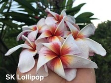 Lollipop talea monopunta usato  Milazzo
