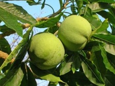 white sapote tree for sale white sapote tree for sale Azusa