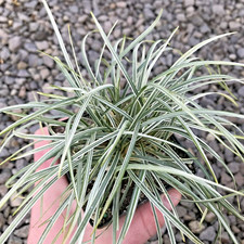 Variegated mondo grass d'occasion  Expédié en Belgium