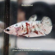 Live betta fish for sale  Shipping to Ireland