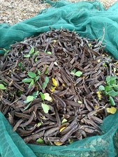 Carrube bio per usato  Floridia