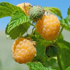 Fall gold raspberry for sale  Weyauwega