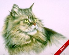 Siberian long hair for sale  South Jordan