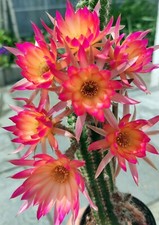 Chamaecereus malmö cm gebraucht kaufen  Nürnberg