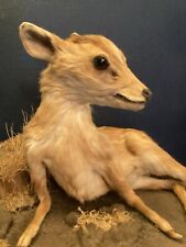 Taxidermy roe deer for sale  ALTRINCHAM