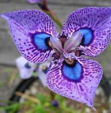 500 sementes de Phalaenopsis borboleta orquídea flor semente traça orquídea jardim flores comprar usado  Enviando para Brazil