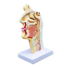 Modello umano anatomia usato  Spedire a Italy