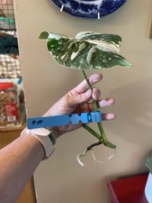 Monstera borsigiana albo for sale  Falls Church