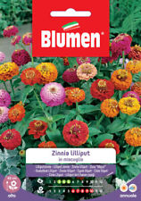Blumen. semi zinnia usato  Italia