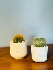 Live cactus plant for sale  HUNTINGDON