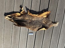 Dachsfell dachsbalg dachs gebraucht kaufen  Ebergötzen
