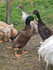Runner duck eggs for sale  WARMINSTER