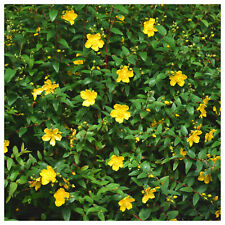 Hypericum hidcote plant for sale  NEWTOWNARDS