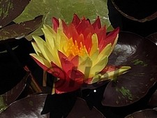 Nymphaea wanvisa ninfea usato  Italia