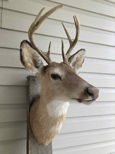 Older point whitetail for sale  Pullman