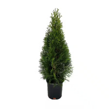 Emerald green arborvitae for sale  Salisbury