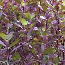 Red leaf holy for sale  Deltona