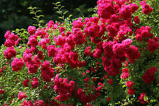 Semi rosa arrampicata usato  Reggio Calabria