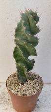 cereus usato cereus usato Brindisi