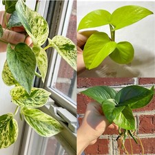 Pothos combo cuttings for sale  Bethlehem
