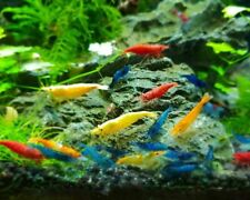 Adult neocaridina candy for sale  Houston