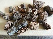 Lot fossiles coraux d'occasion  Saint-Aubin-sur-Mer