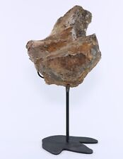 Fossil triceratops skull for sale  West Valley City