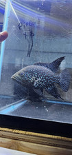 Paratilapia polleni bleekri for sale  Marshfield