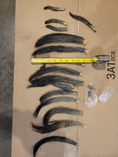 Eastern turkey beards for sale  New Enterprise