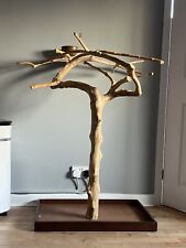 Parrot java tree for sale  SHREWSBURY