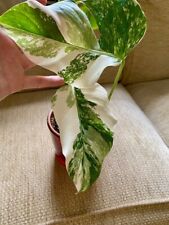 Monstera deliciosa variegata for sale  LONDON