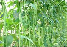 Bean yard long for sale  SALISBURY