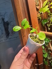 cute plant for sale cute plant for sale Roanoke