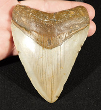 Huge four inch for sale  Salt Lake City