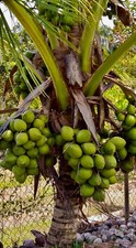 Dwarf organic coconut for sale  USA