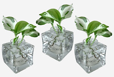 Plant hydroponic vases for sale  WATFORD