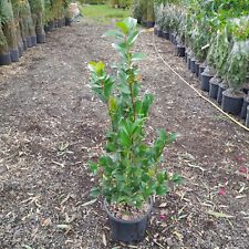 Camellia japonica pink for sale  EGHAM