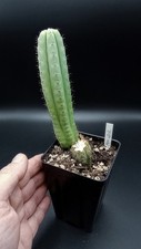 Echinopsis peru alchemist for sale  Youngstown