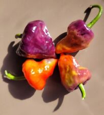 Purple ufo chilli for sale  MANSFIELD